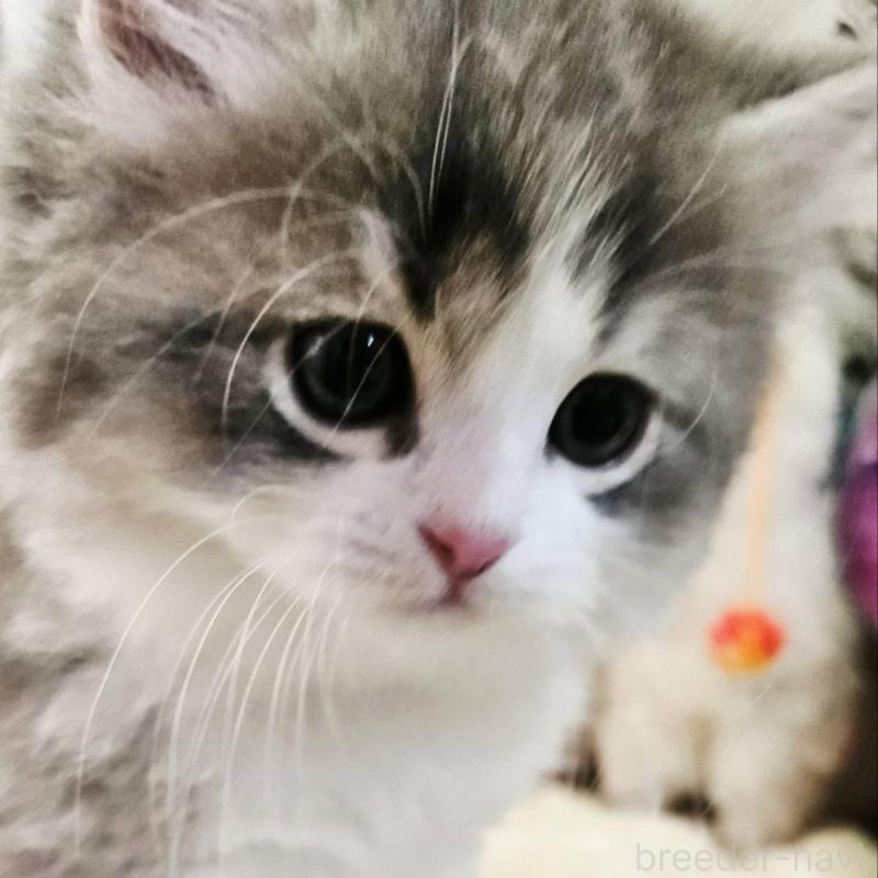 販売中の大阪府のマンチカン-133355の1枚目