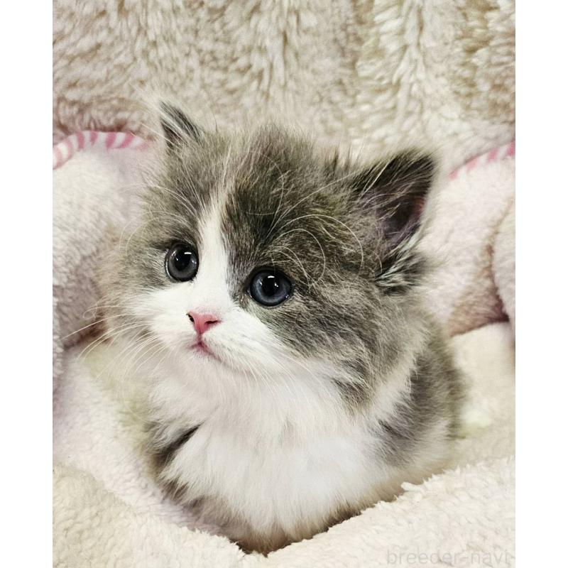 販売中の大阪府のマンチカン(短足)-133357の5枚目