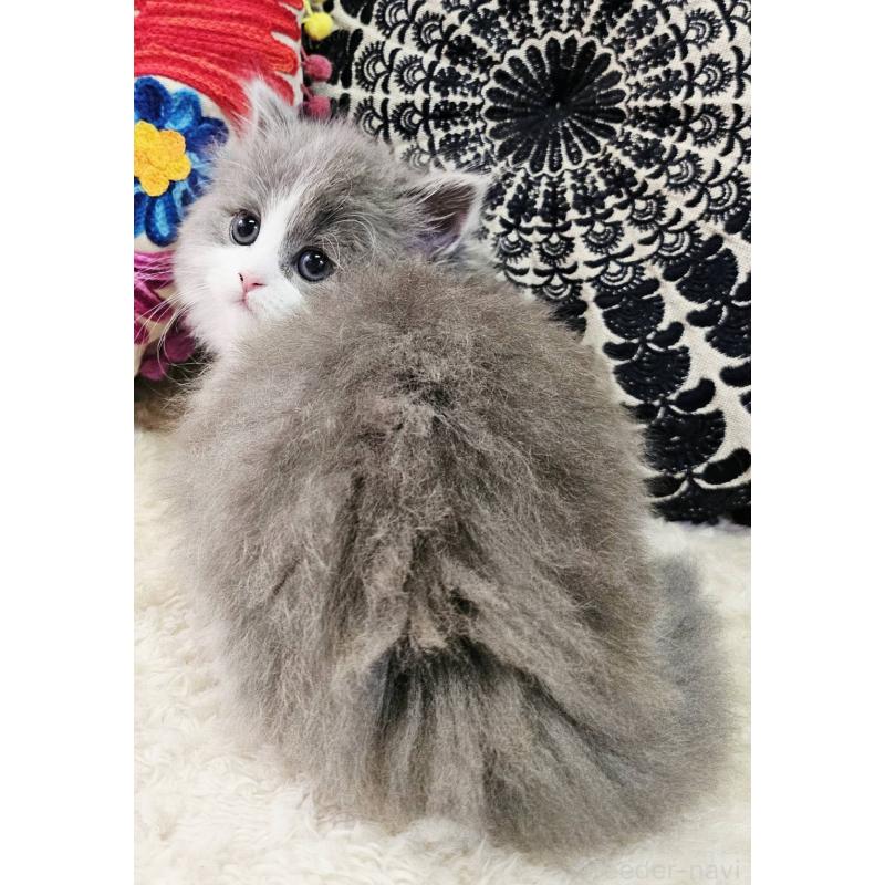 販売中の大阪府のマンチカン(短足)-133357の4枚目