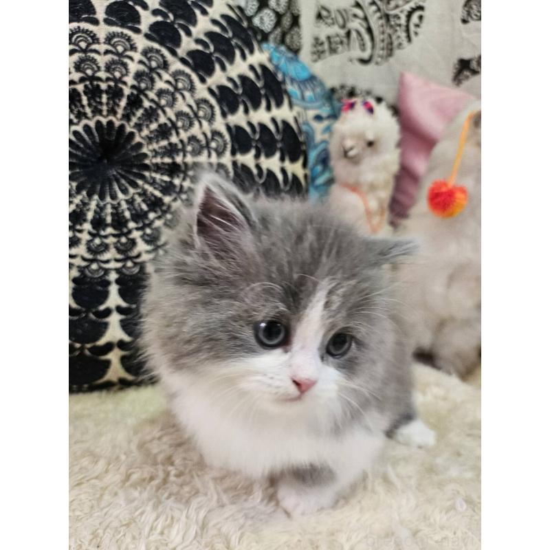 販売中の大阪府のマンチカン(短足)-133357の3枚目