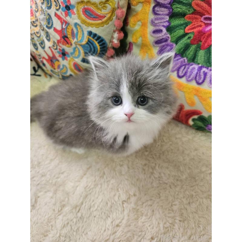 販売中の大阪府のマンチカン(短足)-133357の2枚目