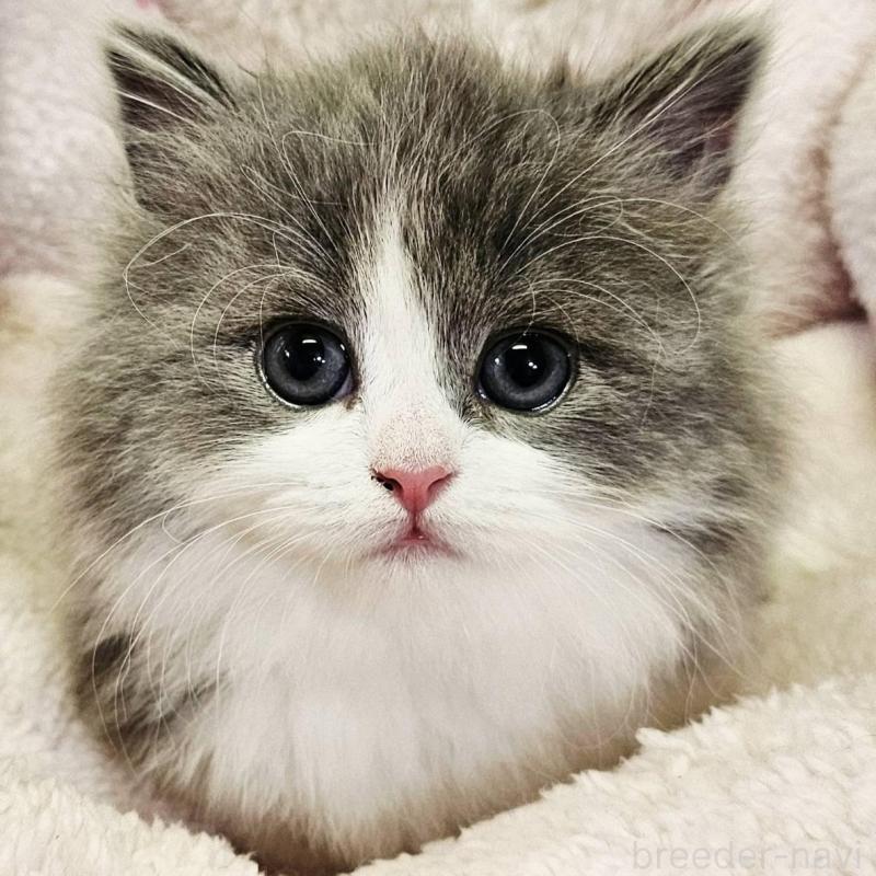 販売中の大阪府のマンチカン(短足)-133357