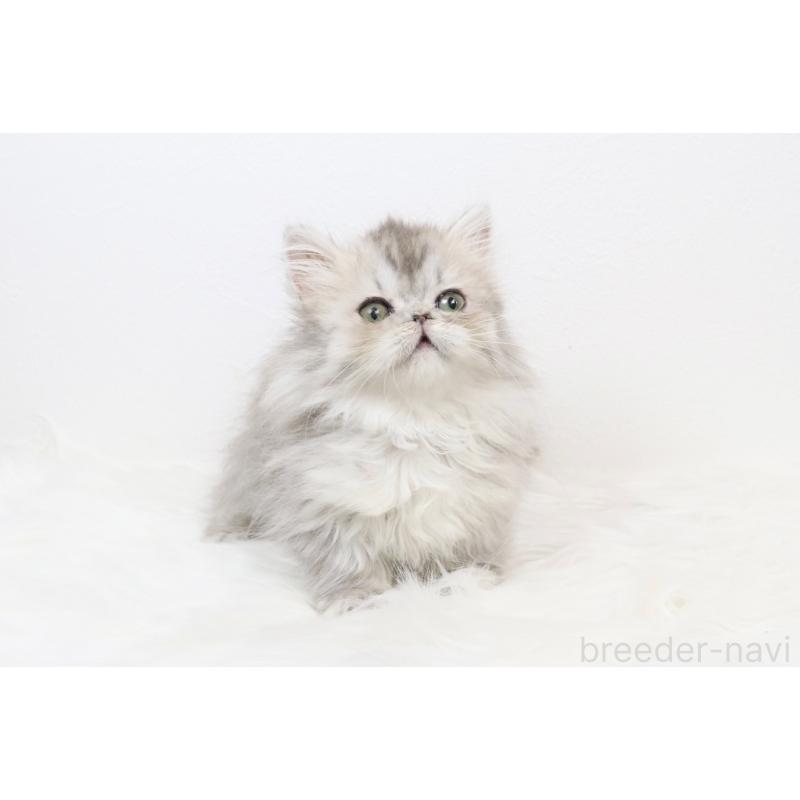 販売中の愛知県のミヌエット(短足)-133356の4枚目