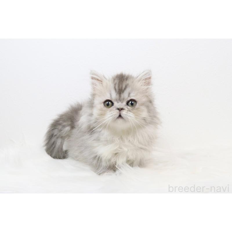 販売中の愛知県のミヌエット(短足)-133356の3枚目