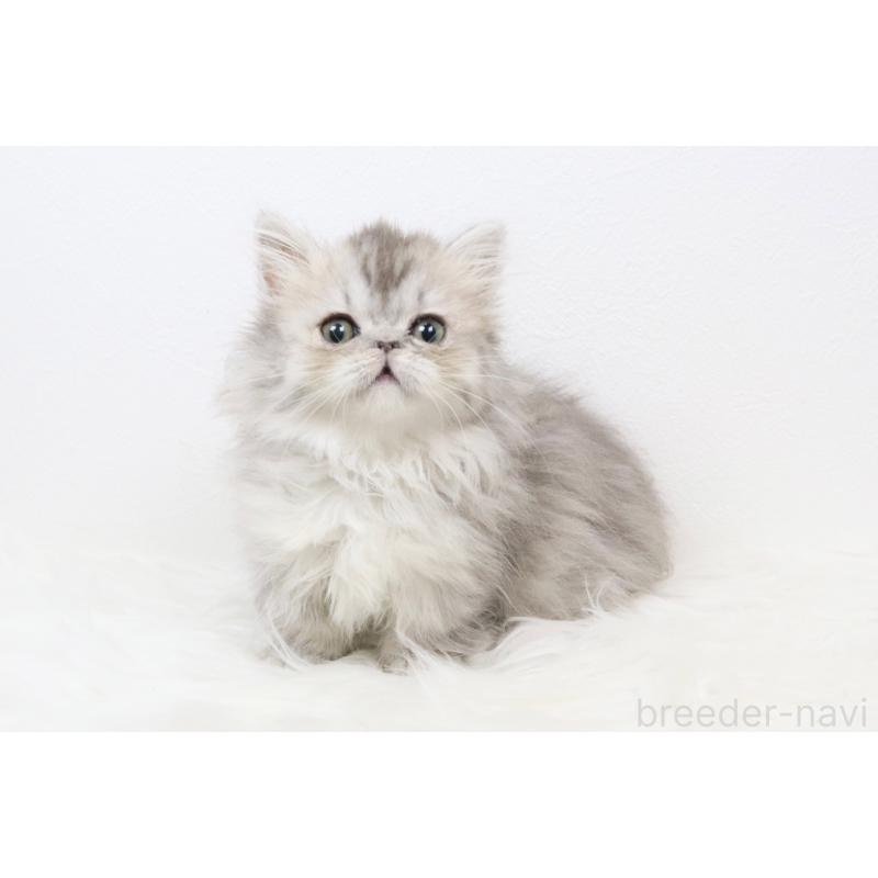 販売中の愛知県のミヌエット(短足)-133356