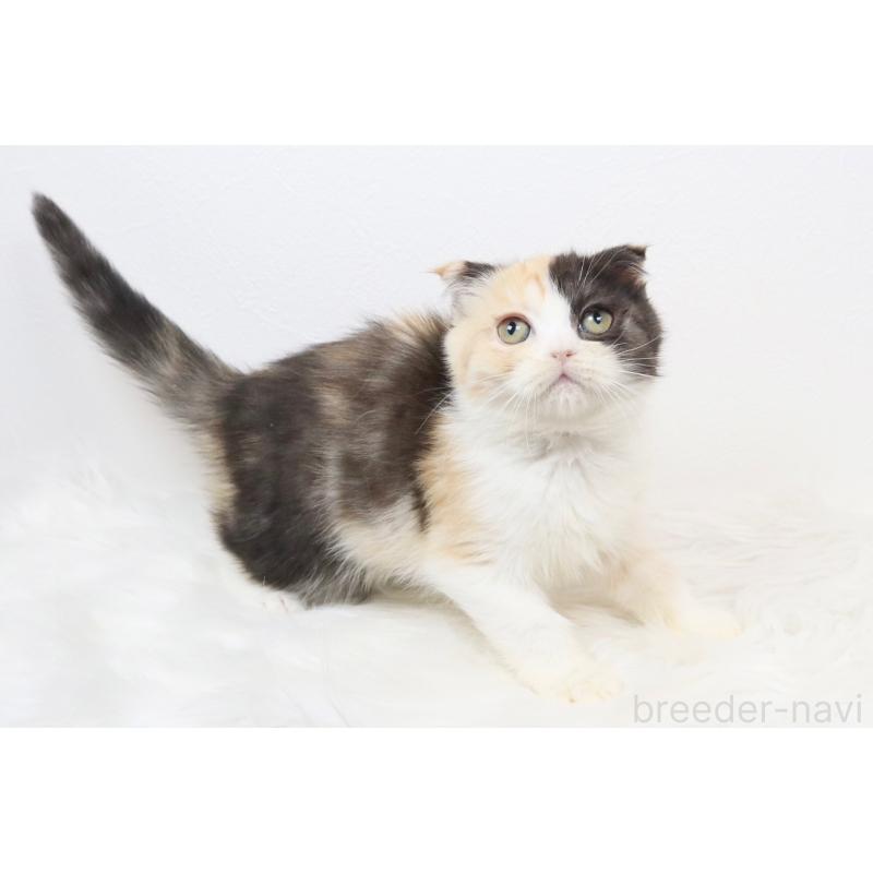 販売中の愛知県のスコティッシュフォールド(折れ耳)-133358の3枚目