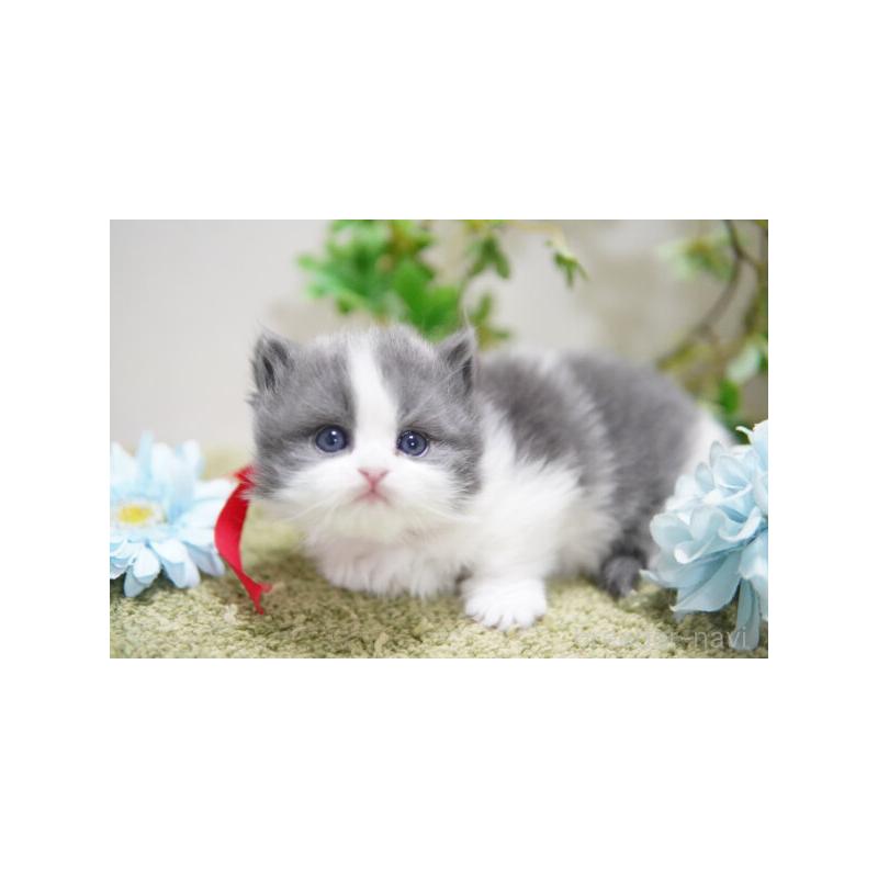 販売中の神奈川県のミヌエット(短足)-133359の5枚目