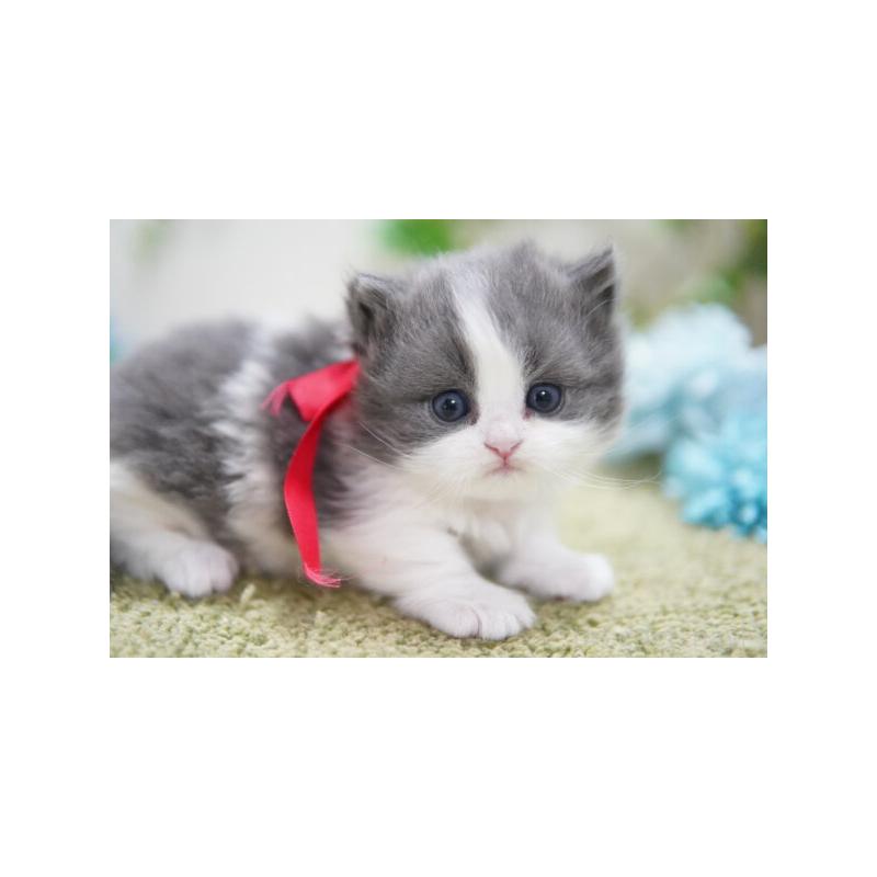 販売中の神奈川県のミヌエット(短足)-133359の4枚目