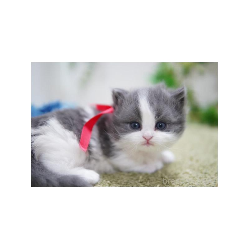 販売中の神奈川県のミヌエット(短足)-133359の3枚目