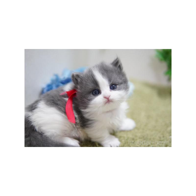 販売中の神奈川県のミヌエット(短足)-133359の2枚目