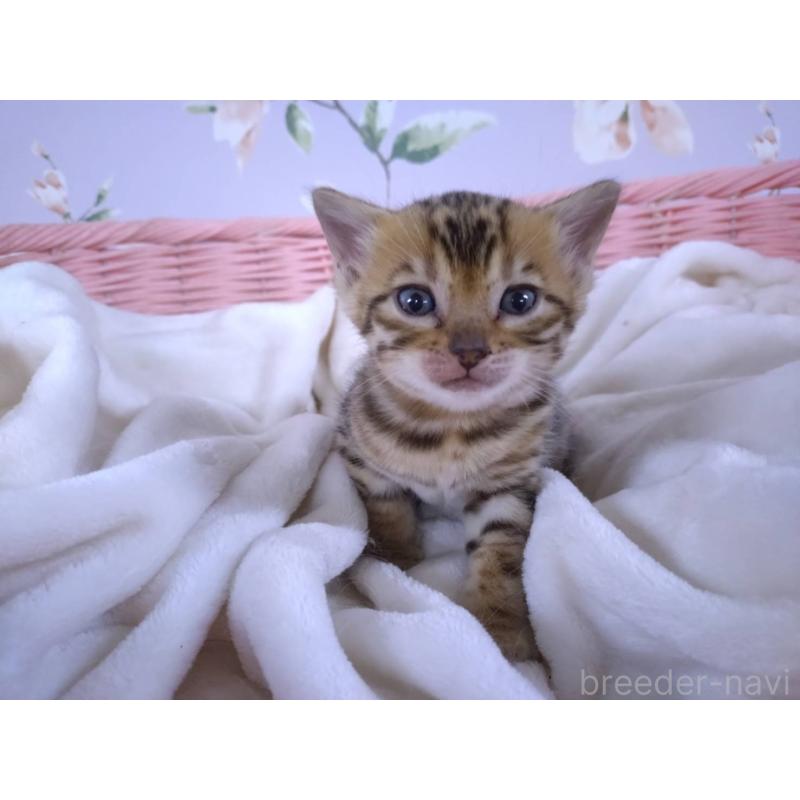 販売中の大阪府のベンガル-133361の10枚目