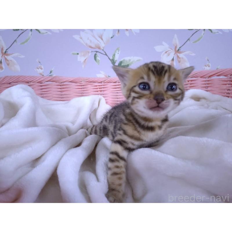 販売中の大阪府のベンガル-133361の9枚目