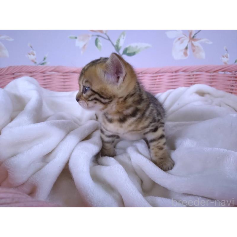 販売中の大阪府のベンガル-133361の8枚目