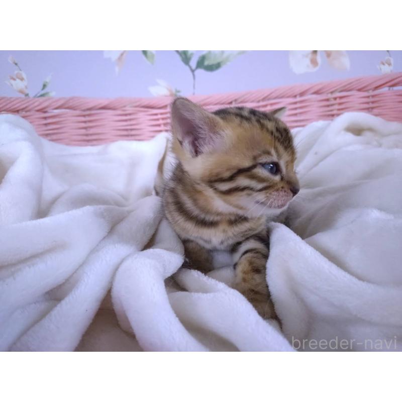 販売中の大阪府のベンガル-133361の7枚目