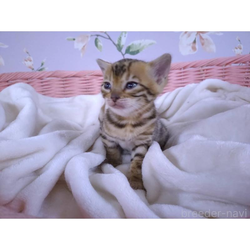 販売中の大阪府のベンガル-133361の6枚目