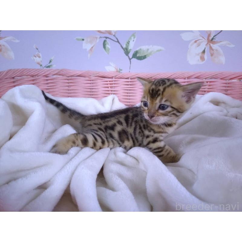 販売中の大阪府のベンガル-133361の5枚目