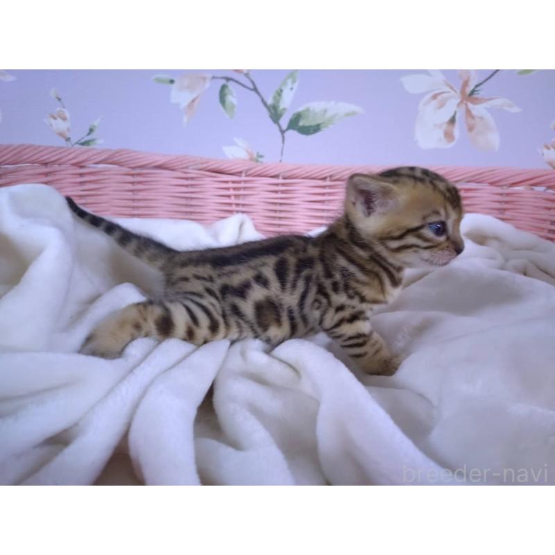 販売中の大阪府のベンガル-133361の4枚目