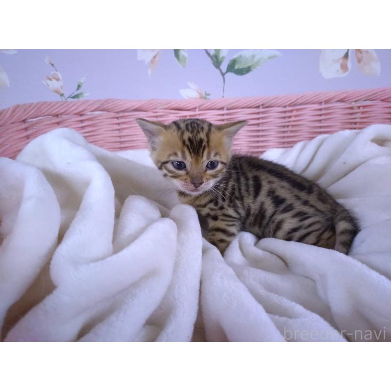 販売中の大阪府のベンガル-133361の3枚目