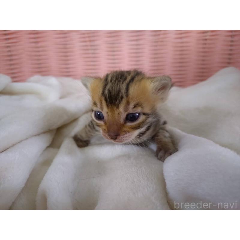 販売中の大阪府のベンガル-133361の2枚目