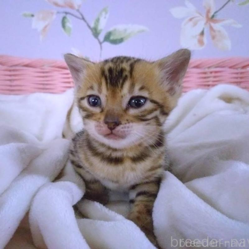 販売中の大阪府のベンガル-133361