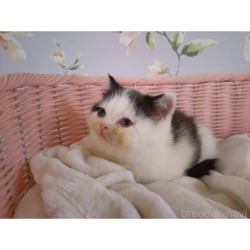 販売中の大阪府のミヌエット-133363の10枚目