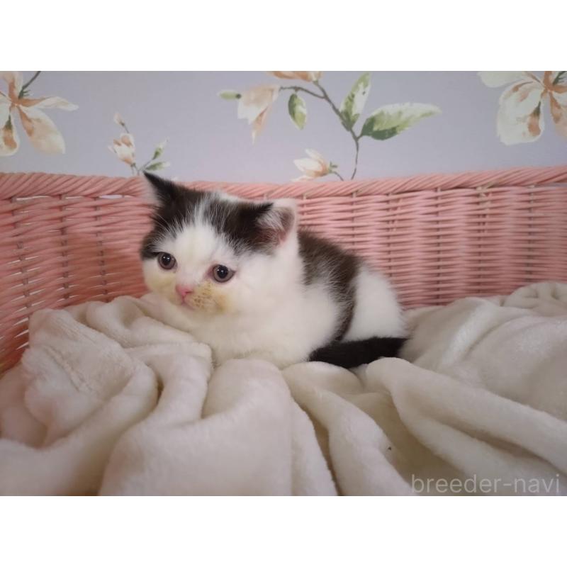 販売中の大阪府のミヌエット-133363の9枚目