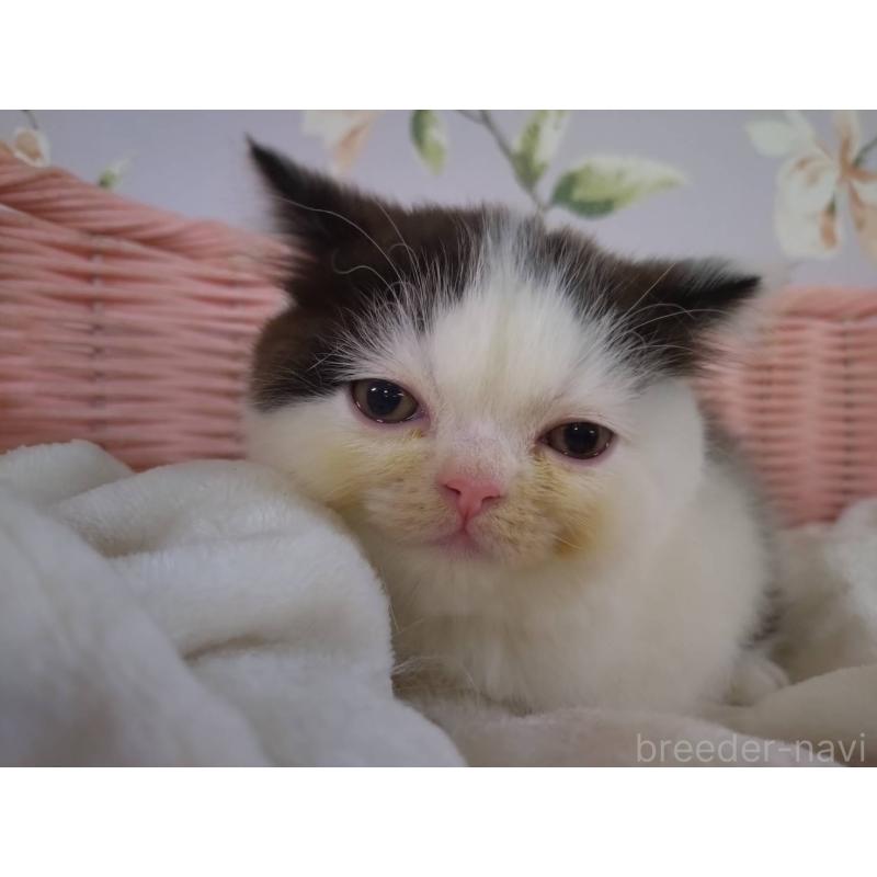 販売中の大阪府のミヌエット-133363の8枚目