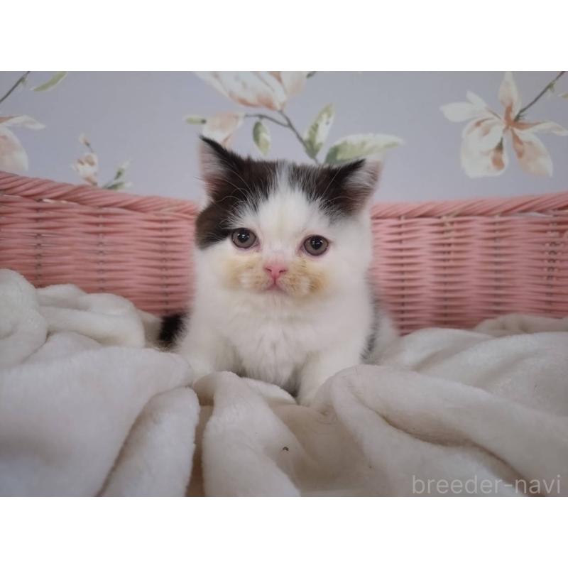 販売中の大阪府のミヌエット-133363の7枚目