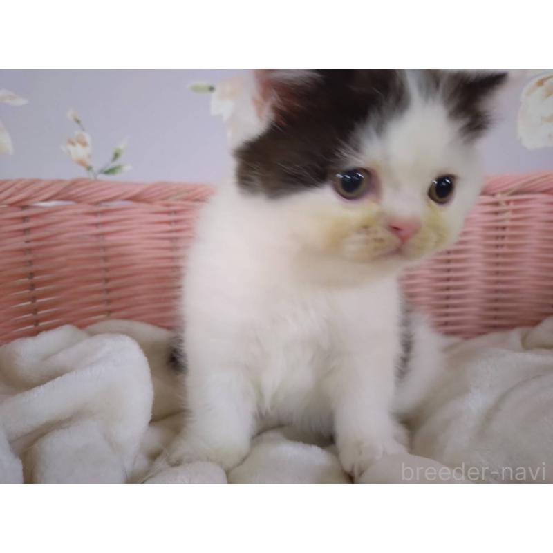 販売中の大阪府のミヌエット-133363の6枚目