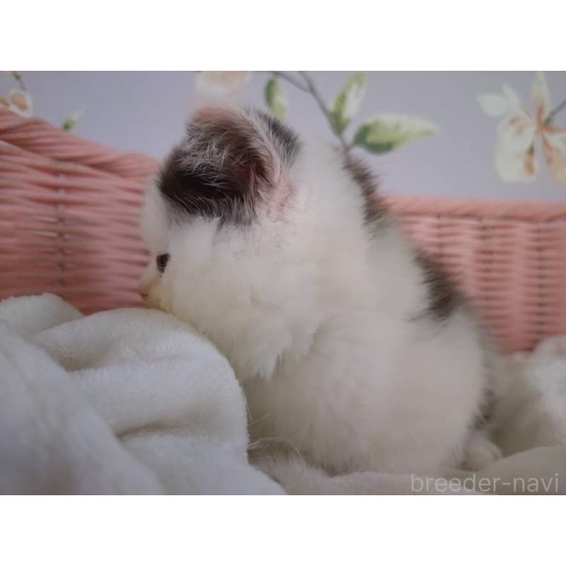 販売中の大阪府のミヌエット-133363の4枚目