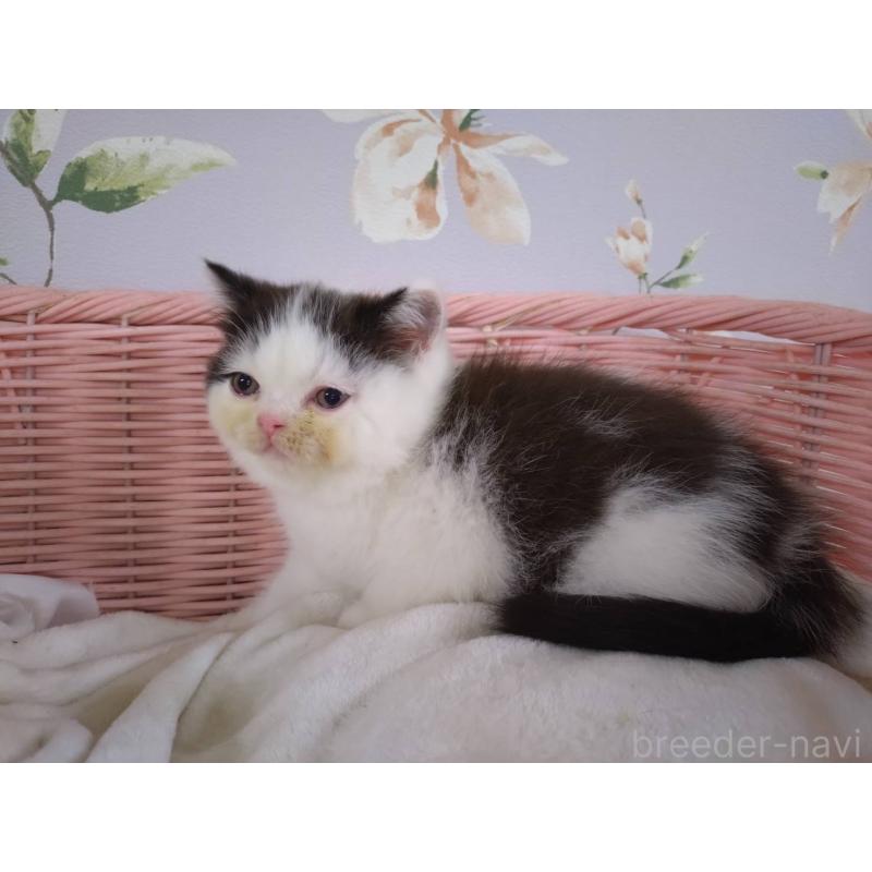 販売中の大阪府のミヌエット-133363の3枚目