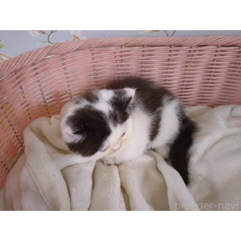 販売中の大阪府のミヌエット-133363の2枚目