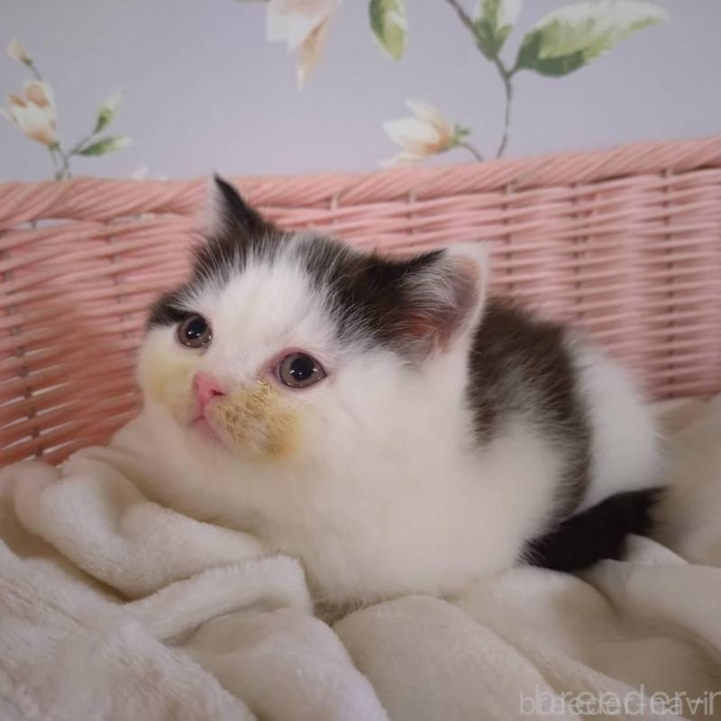 販売中ののミヌエット-133363