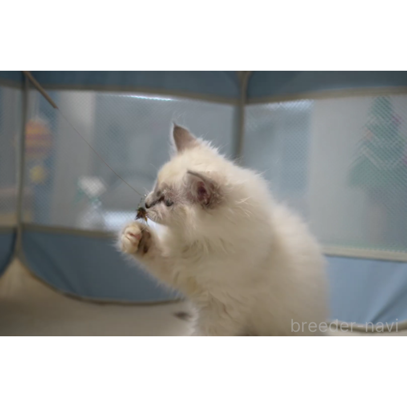 販売中の大阪府のサイベリアン-133362の3枚目