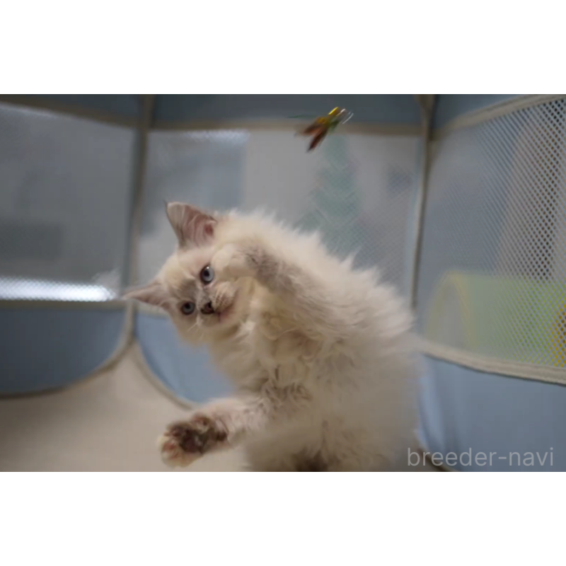 販売中の大阪府のサイベリアン-133362の2枚目