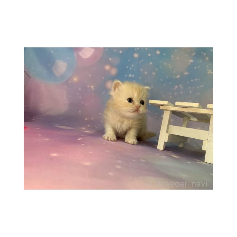 販売中の大阪府のミヌエット-133365の6枚目