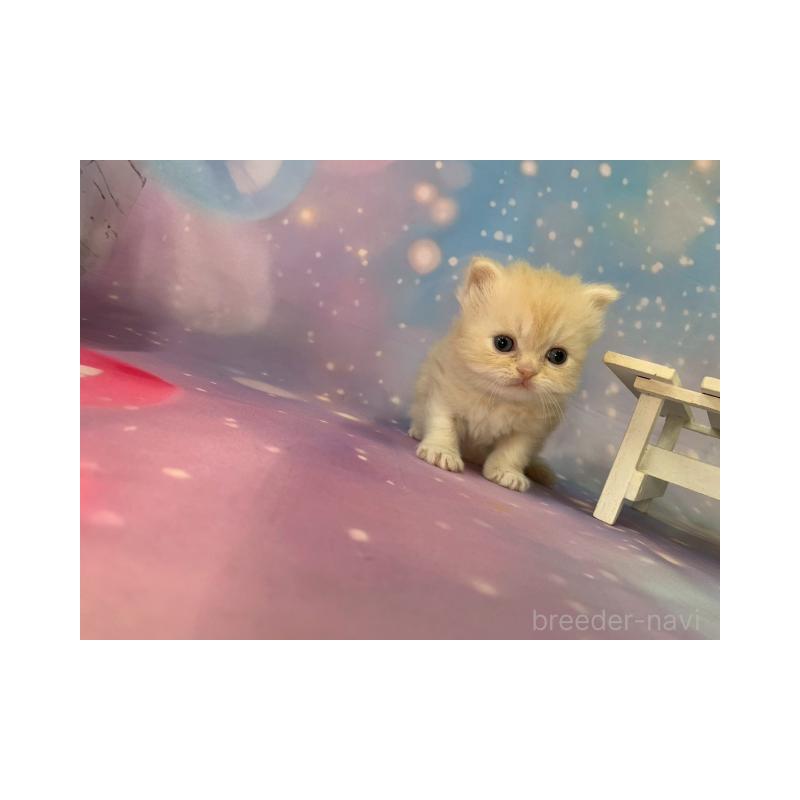 販売中の大阪府のミヌエット-133365の5枚目