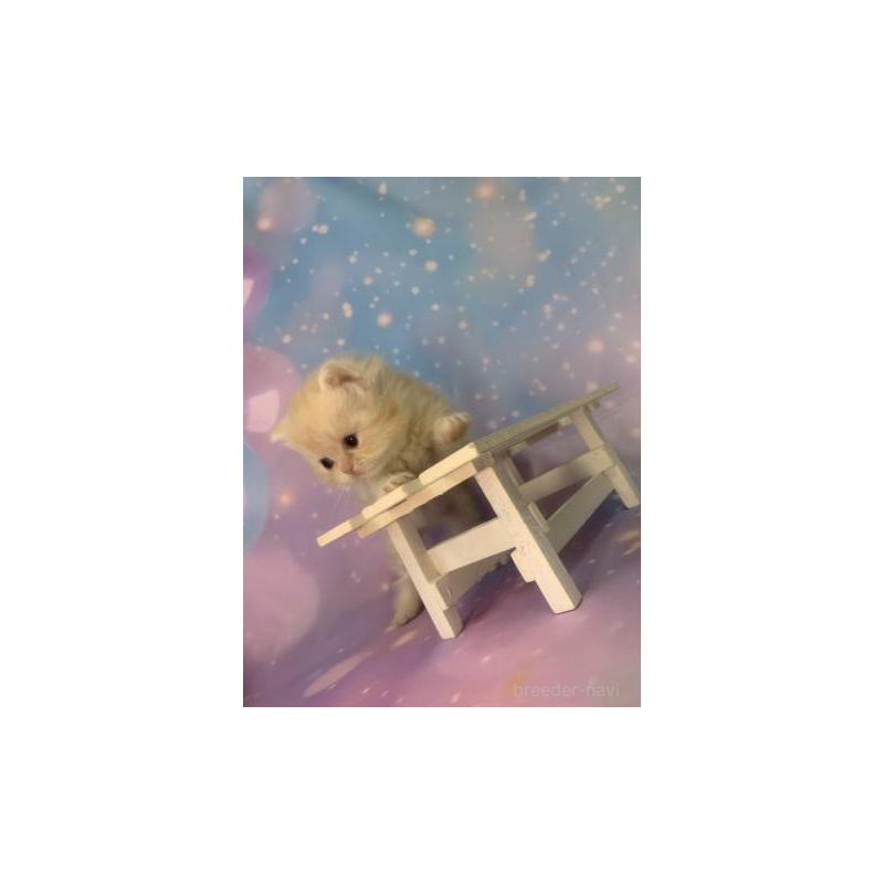 販売中の大阪府のミヌエット-133365の4枚目