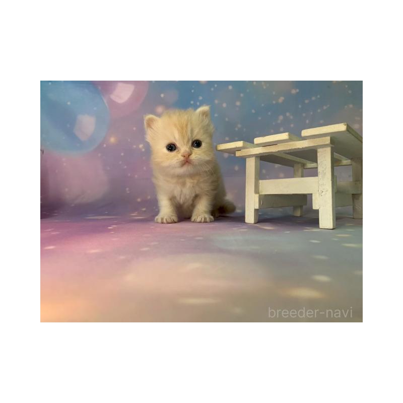 販売中の大阪府のミヌエット-133365の3枚目