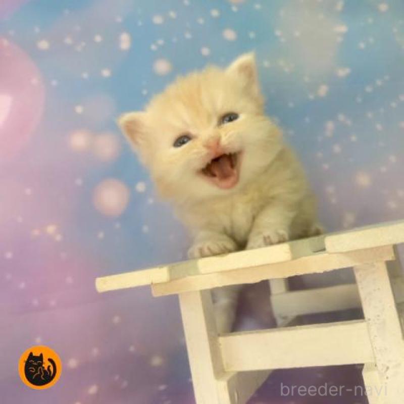 販売中の大阪府のミヌエット-133365の1枚目