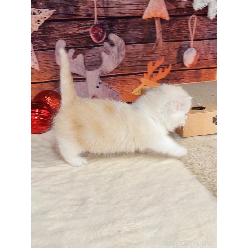 販売中の千葉県のマンチカン(短足)-133364の12枚目