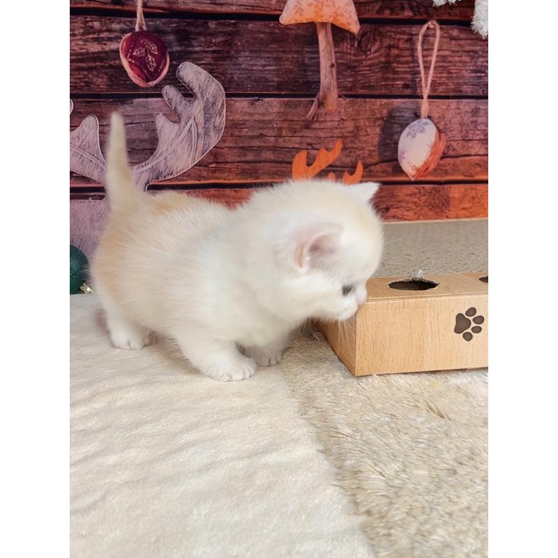 販売中の千葉県のマンチカン(短足)-133364の10枚目