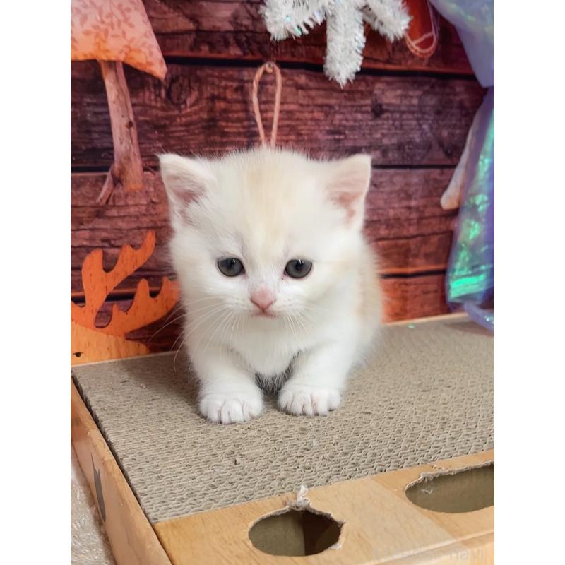 販売中の千葉県のマンチカン(短足)-133364の9枚目