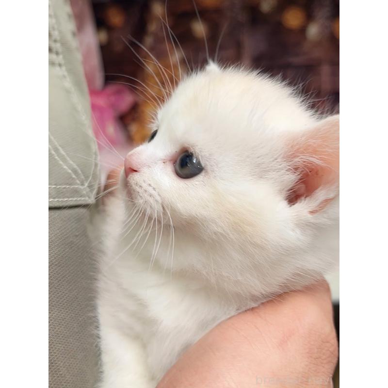 販売中の千葉県のマンチカン(短足)-133364の8枚目