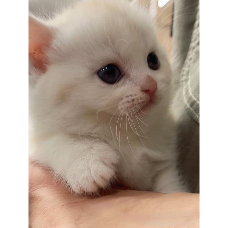 販売中の千葉県のマンチカン(短足)-133364の7枚目