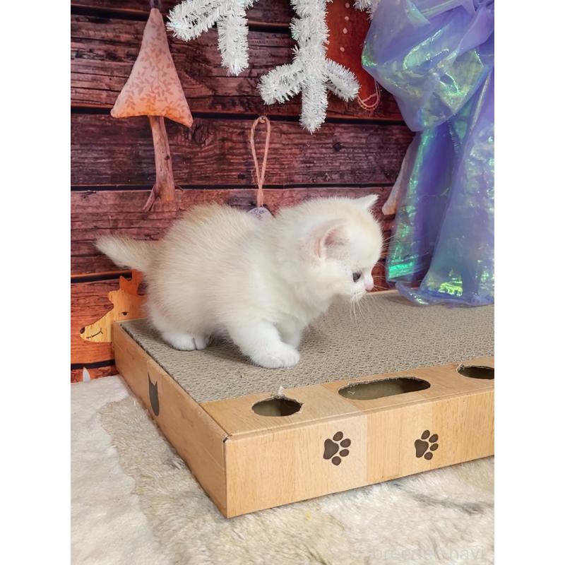 販売中の千葉県のマンチカン(短足)-133364の6枚目