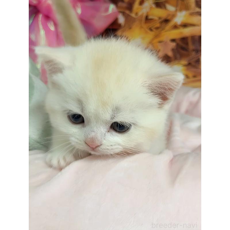 販売中の千葉県のマンチカン(短足)-133364の4枚目