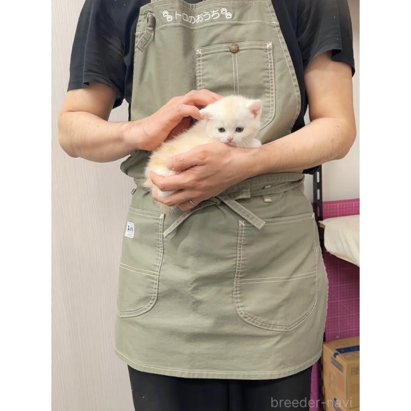 販売中の千葉県のマンチカン(短足)-133364の3枚目