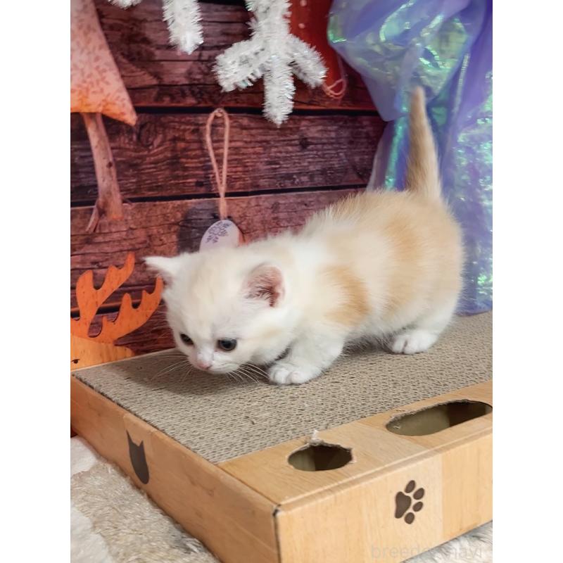 販売中の千葉県のマンチカン(短足)-133364の2枚目