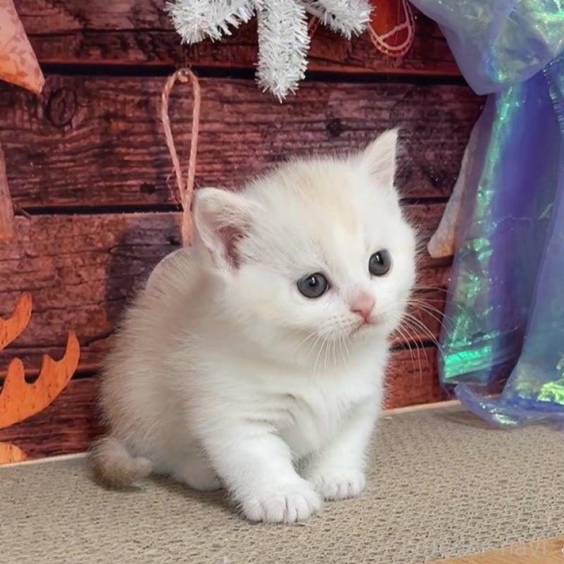 販売中の千葉県のマンチカン(短足)-133364